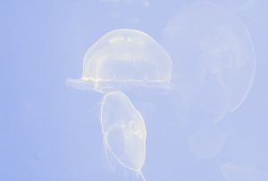transparency